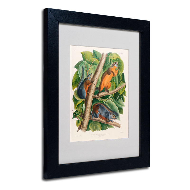 «Red-Bellied Squirrel» par John James Audubon - reproduction d'art sur toile, H 14 po x l 11 po x P 0,5 po, Noir