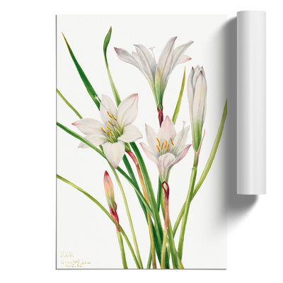 Atamasco Lily by Mary Vaux Walcott - No Frame Print