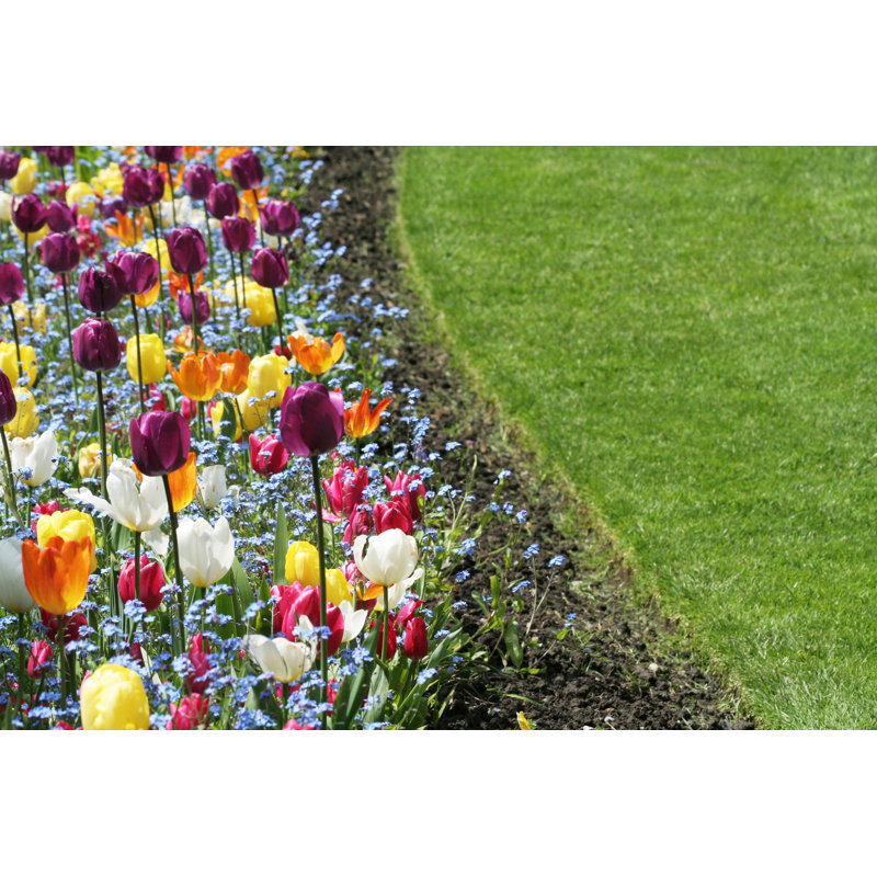 Tulips Garden by Devonyu - Wrapped Canvas Print, 20cm H x 30cm W