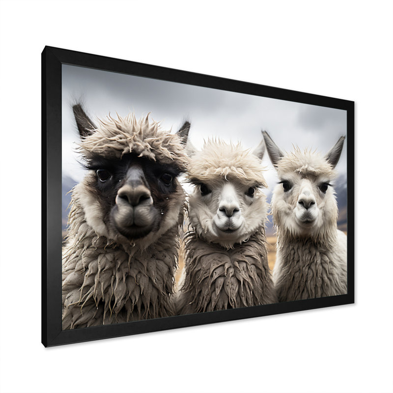 Alpacas, photographie de paysage monochrome encadrée sur toile, Cadre photo noir, H 12 po x l 20 po x P 1 po