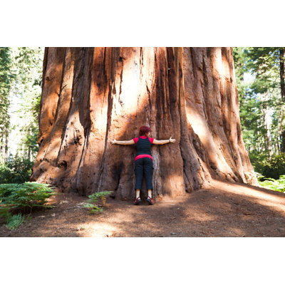 Standing Next To A Giant Tree by Rafalkrakow - No Frame Art Prints on Canvas