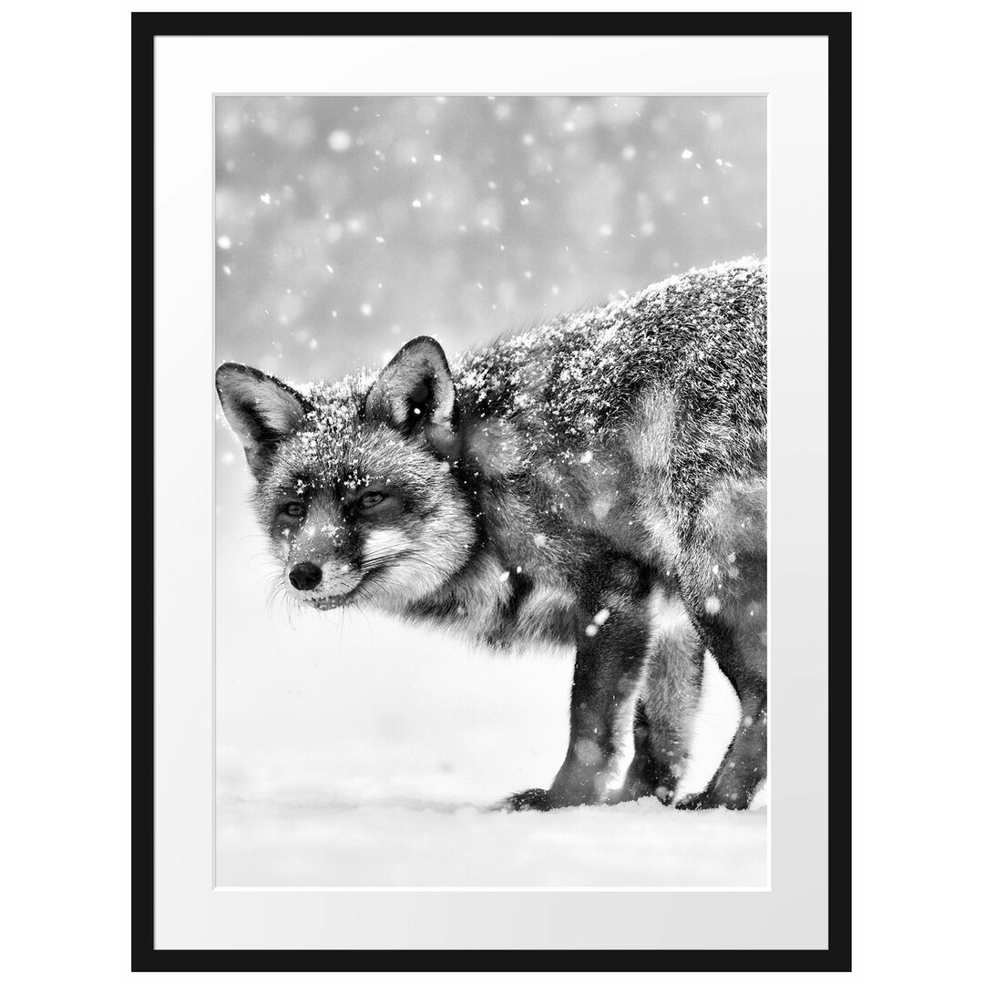 Gerahmtes Poster Roter Fuchs im Schneegestöber