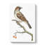 House Sparrow by George Shaw - Wrapped Canvas-55304299