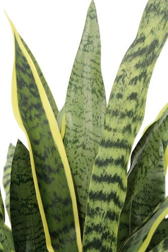 30" Artificial Snake Plants in Black Pots