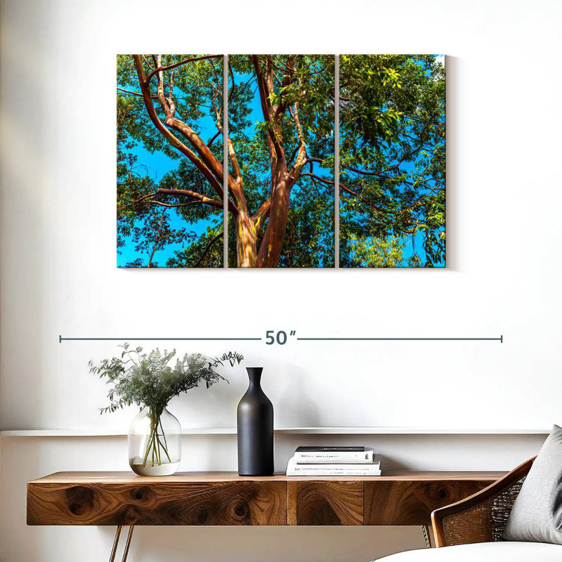 Eucalyptus arc-en-ciel Alvord, H 24 po x l 38 po