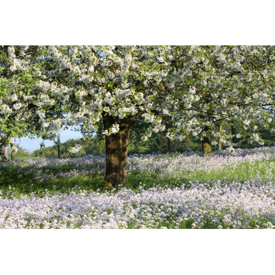 Spring Blossom - Photographie sur toile tendue