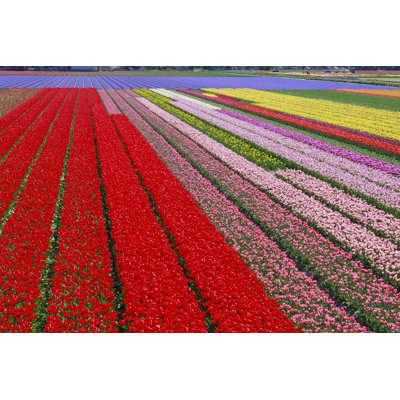 Dutch Flower Field - Wrapped Canvas Print