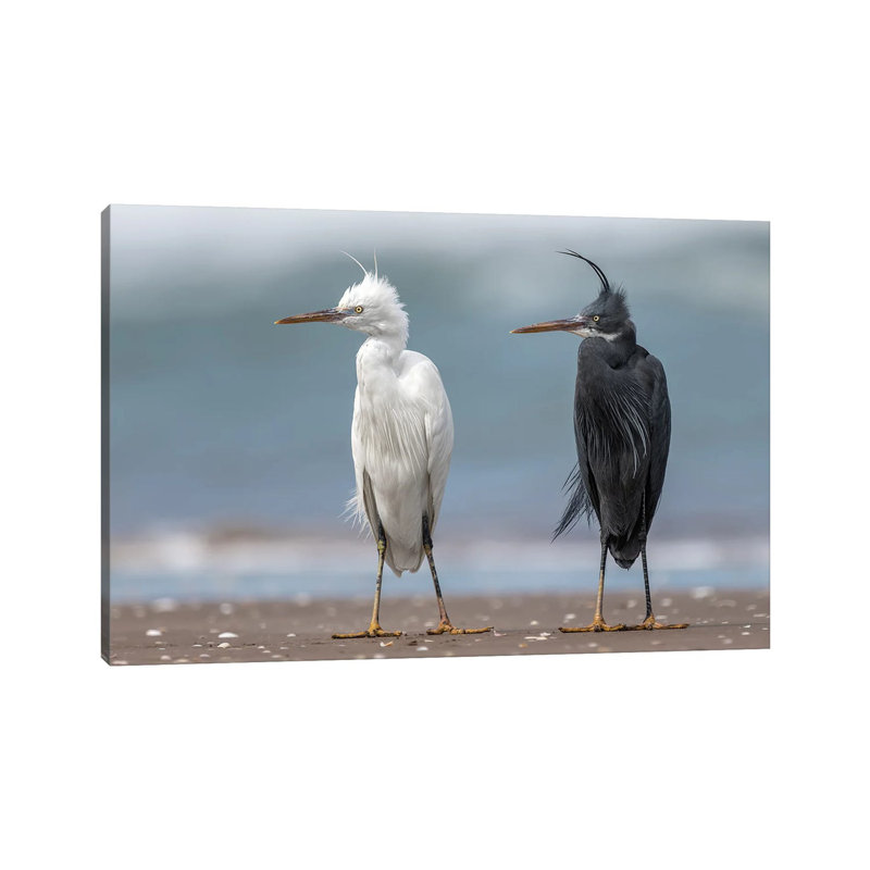 Ahmed Sobhi - Wrapped Canvas Print