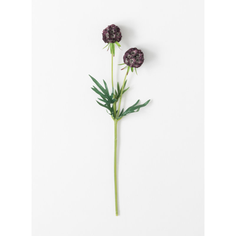 Scabiosa Arrangement
