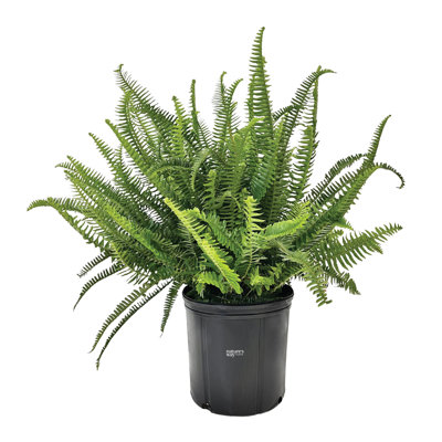 Nature's Way Farms 1.72 Gallon Kimberly Queen Fern Live House Plant in Grower Pot