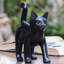 Figurine chat en bois curieux Devere