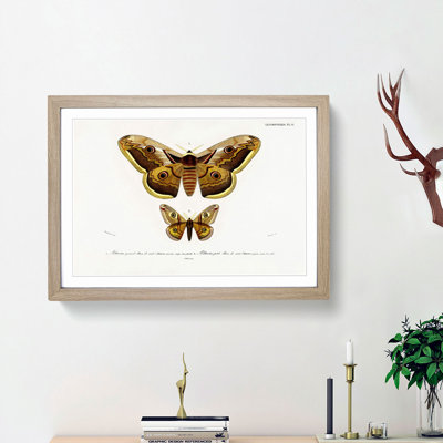 Emperor Moths Illustrations by Charles D' Orbigny - Picture Frame Painting Print