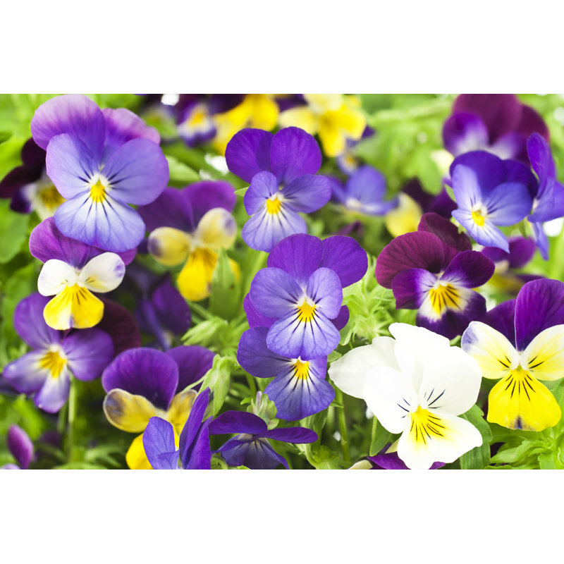 «Pansy» par Inconnu - Photographie sur toile tendue, H 8 po x l 12 po