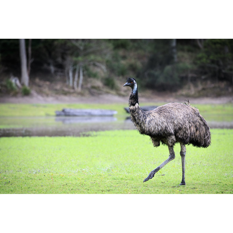 Emu by Jandrielombard - Wrapped Canvas Print, 20cm H x 30cm W