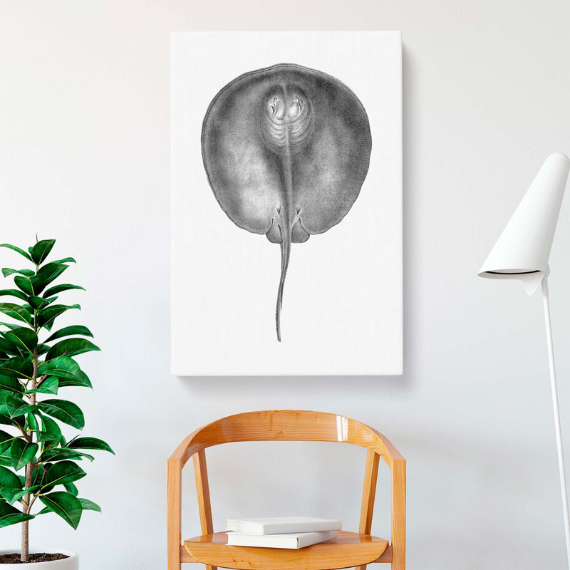 Stingray Illustration - Wrapped Canvas Print, 60cm H x 40cm W x 3cm D