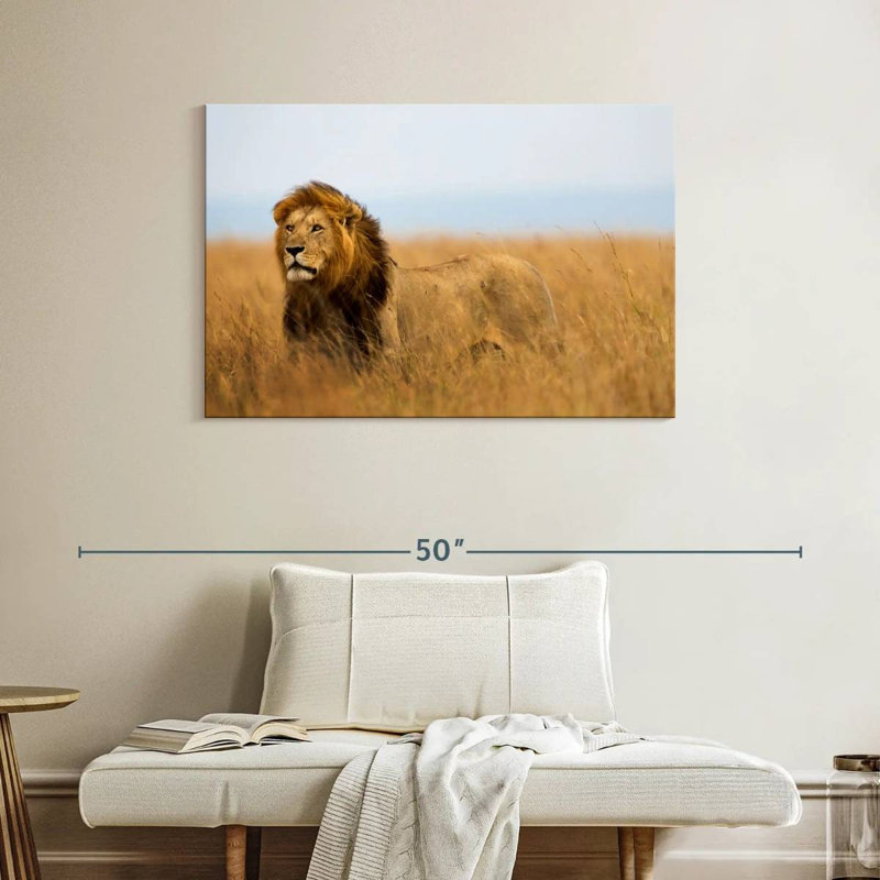Lion chassant en safari, H 26 po x l 39 po