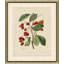 Wilts Red Berries V Print
