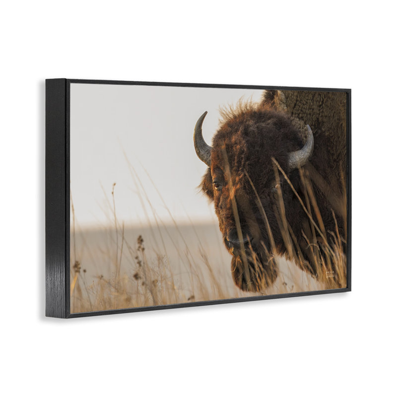 Bison Sunset on Golden Prairie, giclée encadrée, design par Nathan Larson, 16 x 24, Giclée noire de minuit encadrée