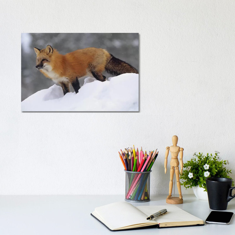 Fox Standing At The Top Of A Snow Bank, Montana, 20.32 cm H x 30.48 cm W