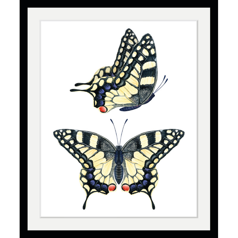 Butterfly - Single Picture Frame Print