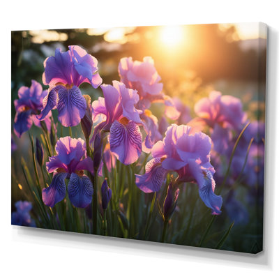Champ d'iris mauve avec coucher de soleil III