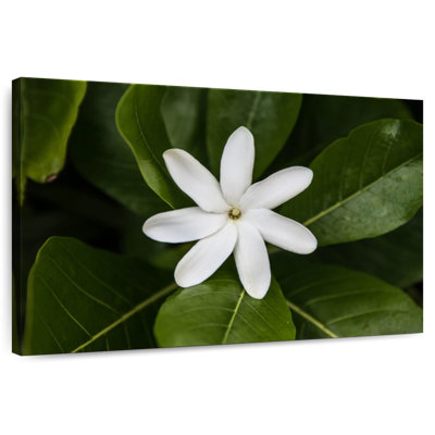 Fleur de jasmin Harnek