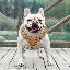 Harnais pour chien en maille, harnais anti-traction ajustable et rembourré avec anneau en D et boucle pour chiens-2013099507-2013099466