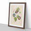 Morning Glory Flowers by Pierre-Joseph Redoute - Picture Frame Painting Print-55581538-55581536