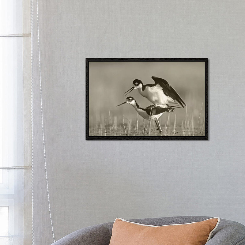 Black-necked Stilts Mating by Tim Fitzharris - Gallery-Wrapped Canvas Giclée on Canvas, 66.04 cm H x 45.72 cm W, Black Framed