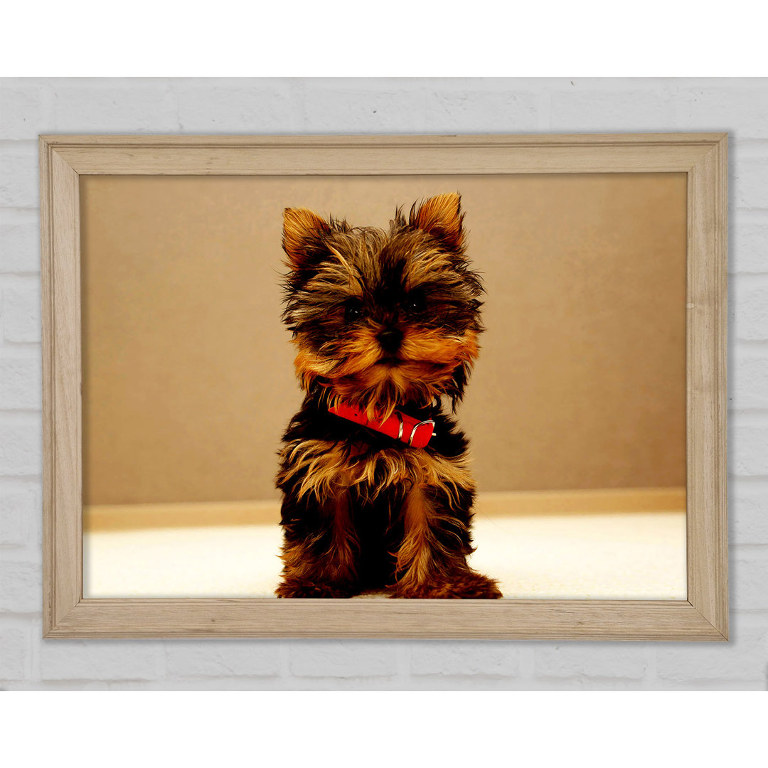 Yorkshire Terrier Welpe - Drucken