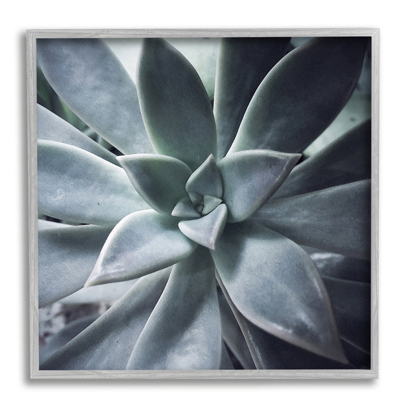 «Modern Succulent Close Up Plant Life Botanical», photographie sur toile à cadre flottant, H 12 po x l 12 po x P 1,5 po