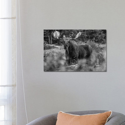 Moose Bull, Glacier National Park, Montana 1 Piece Wrapped Canvas Wall Art