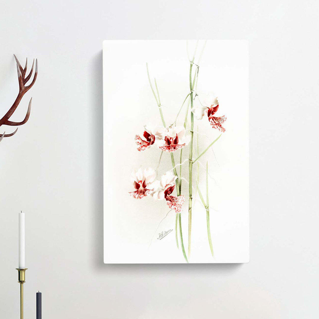 Magnolia Flowers Illustration Tab.74 by Frederick Sander - Wrapped Canvas Graphic Art Print