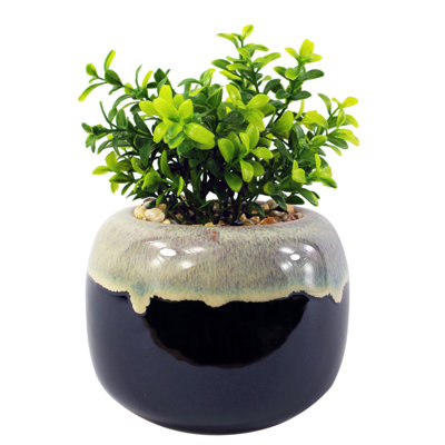 Annistin 18cm Plant