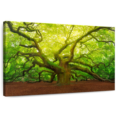 Harnek Giant Angel Oak Tree