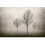 Trees in Fog VII by Jody Stuart - Photograph Print-1333110353-1256320760