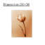 «Warm Tulip Flower», art mural sur toile sans cadre 24 po x 36 po