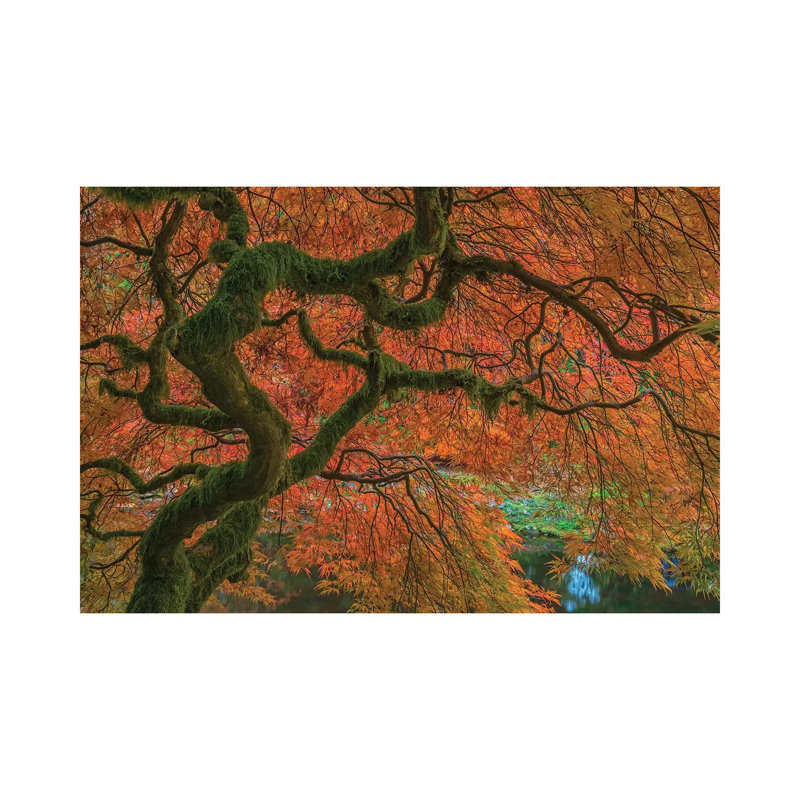 USA, Washington State, Bainbridge Island. Japanese maple tree in fall. 1 Piece Wrapped Canvas Wall Art, 30.48cm H x 45.72cm W