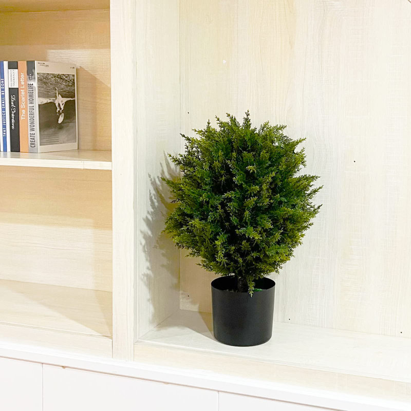 21.5'' Cedar Plant