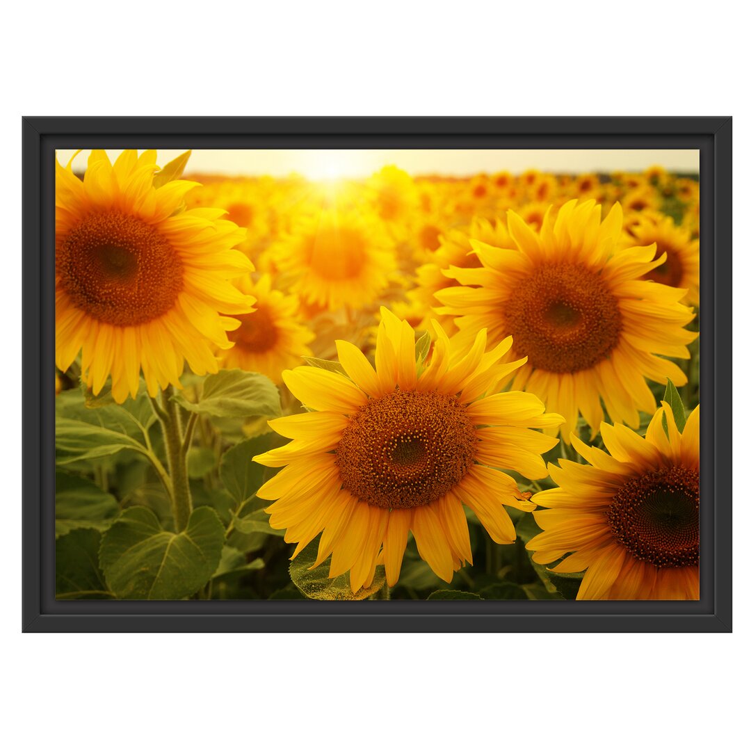 Gerahmtes Wandbild Sonnenblumen auf dem Feld