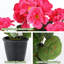 Pot de fleur de bégonia artificiel 1pc-372847817