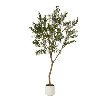 Andaiye Plant in Pot