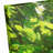 " Green Forest Path "