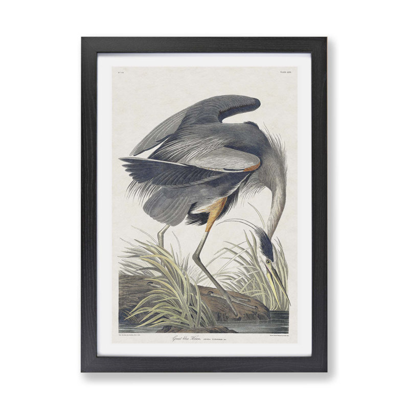 Great Blue Heron by John James Audubon - Framed Print, 33cm H x 45cm W x 2cm D, Black