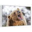 Grizzly rugissant-2100012802-2100012829