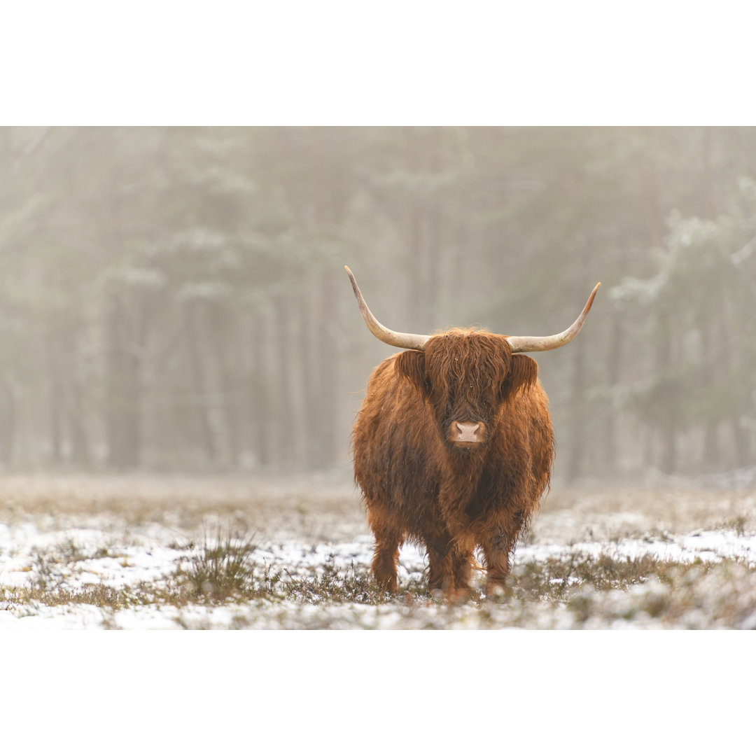 Porträt eines schottischen Hochlandrindes im Schnee