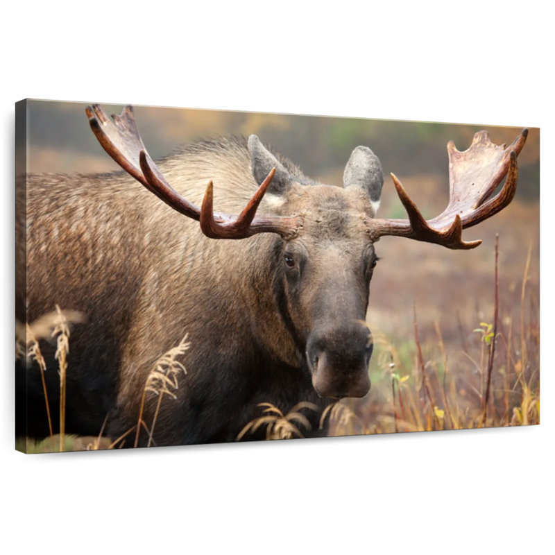 Brampt Male Moose, 8" H x 12" W