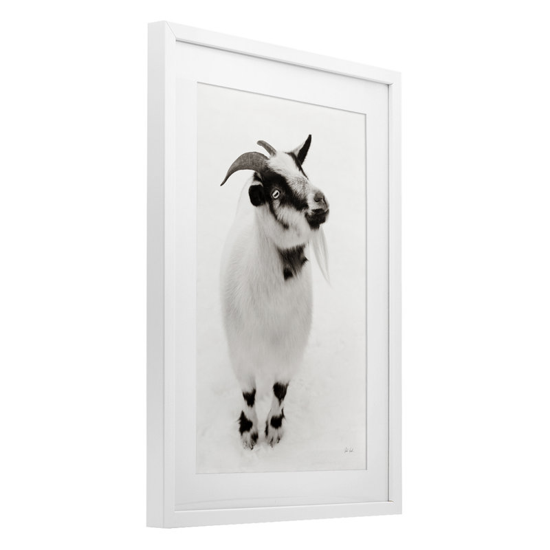 «White Little Goat», reproduction sous verre encadrée par Deborah Revell, H 20 po x l 14 po, Cadre blanc côtier