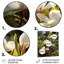 Décoration murale blanche en métal blanc vert Magnolias Nature Serenity-92736809