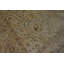 Grand tapis antique noué à motif indien Amritsar